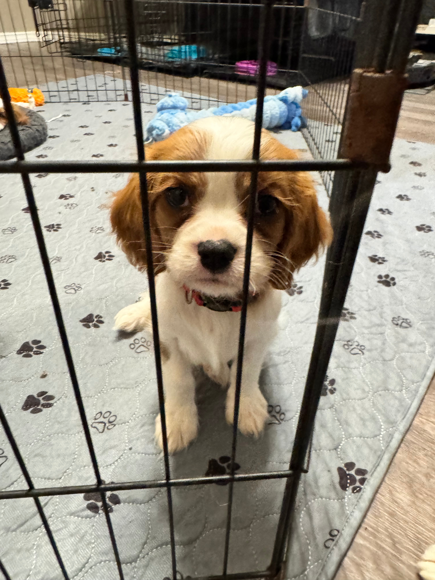 Cavalier puppy