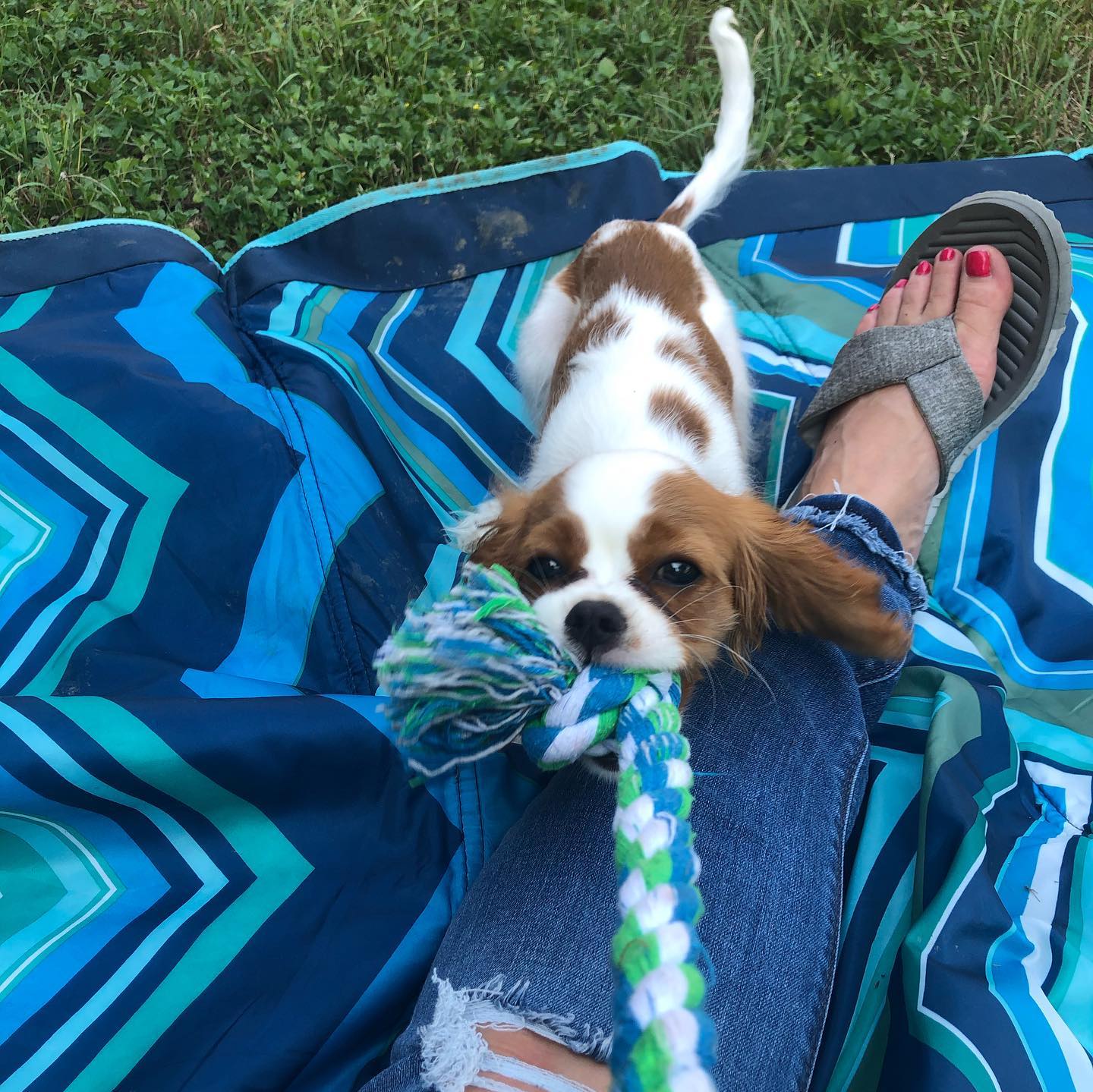 Cavalier puppy