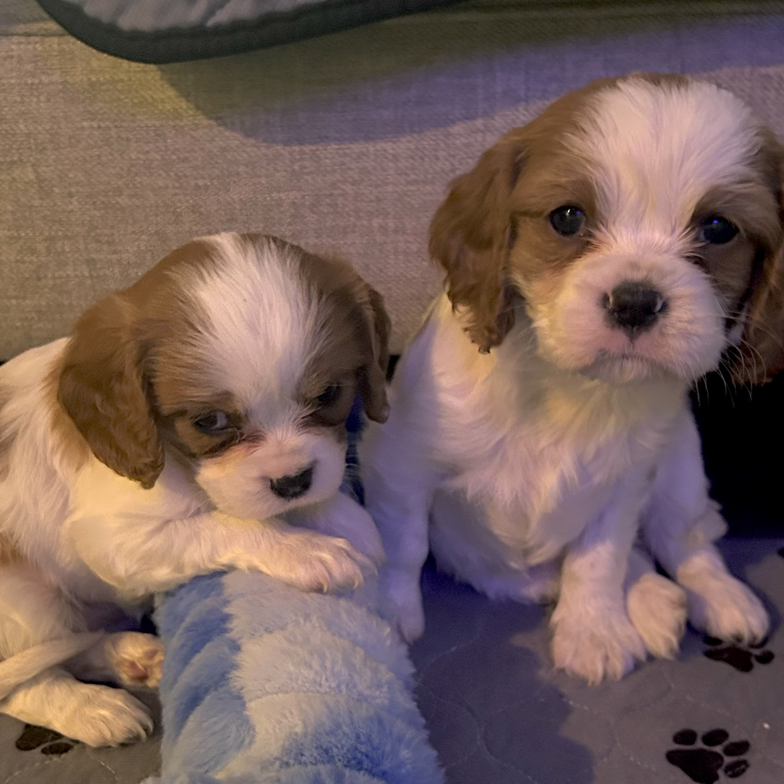 Cavalier puppy