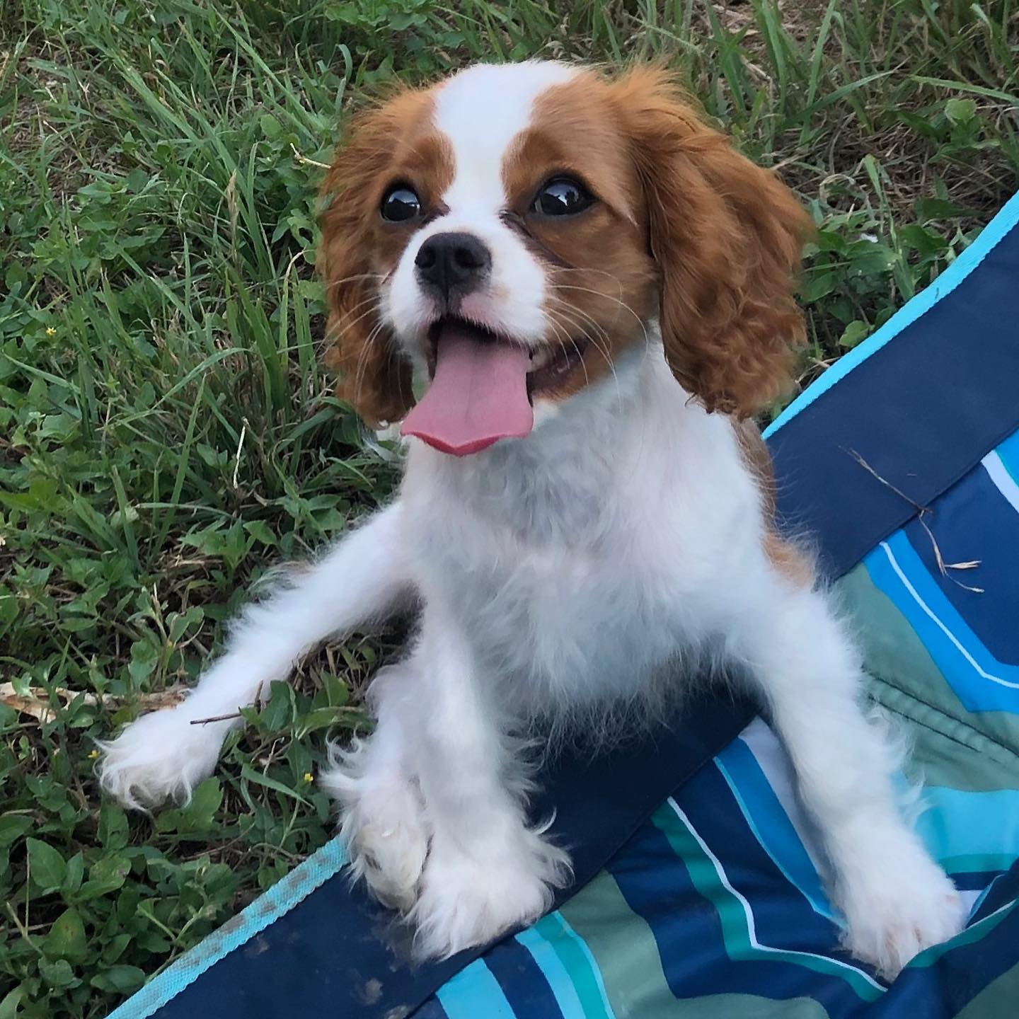 Cavalier puppy