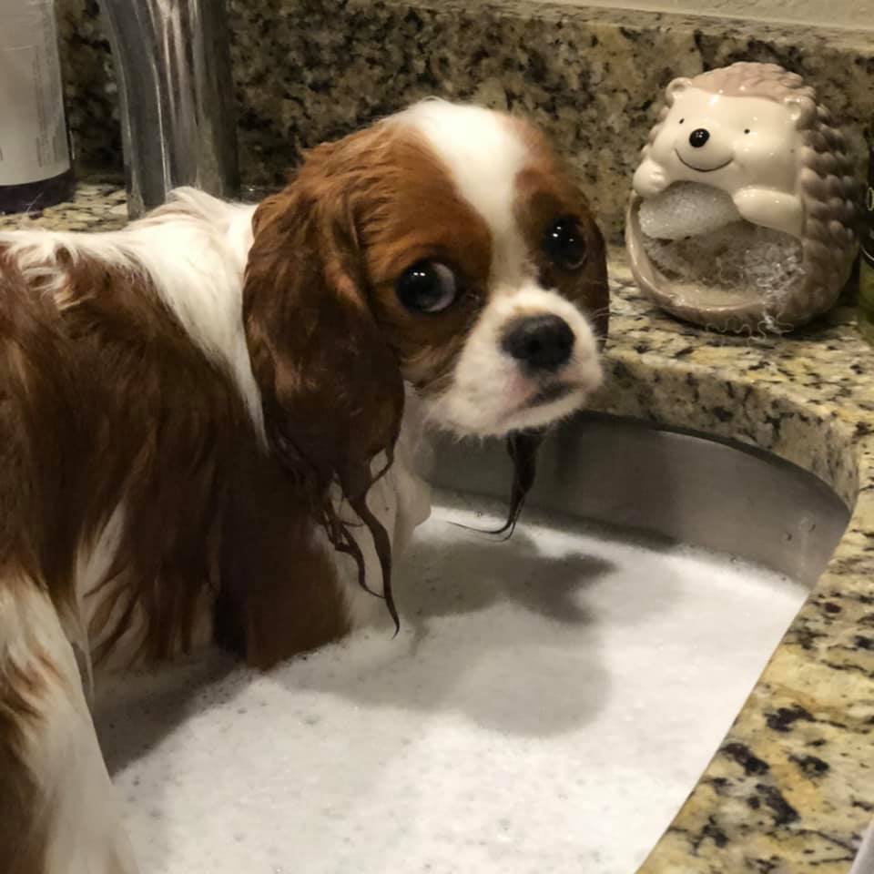 Cavalier puppy