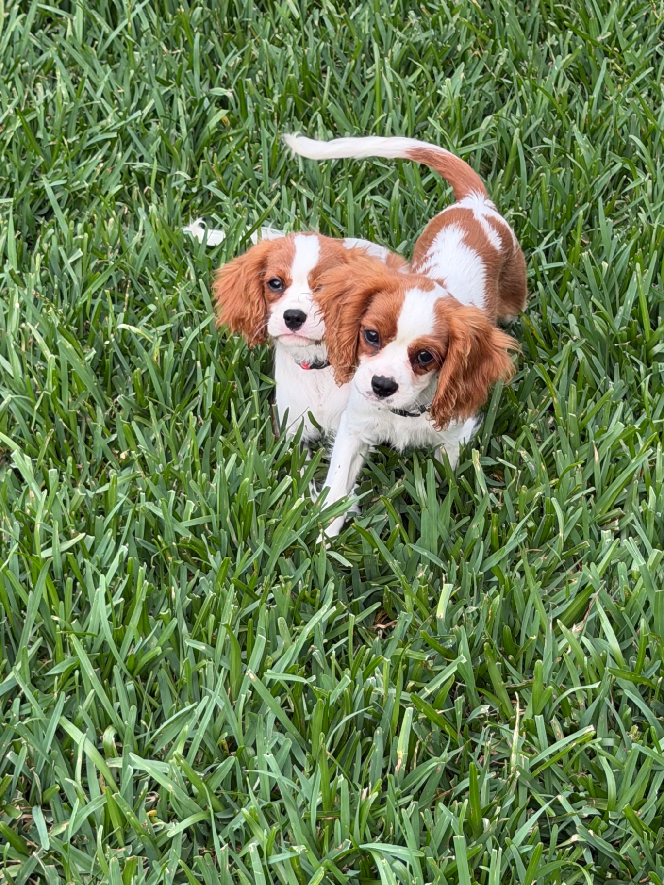 Available Cavalier puppy