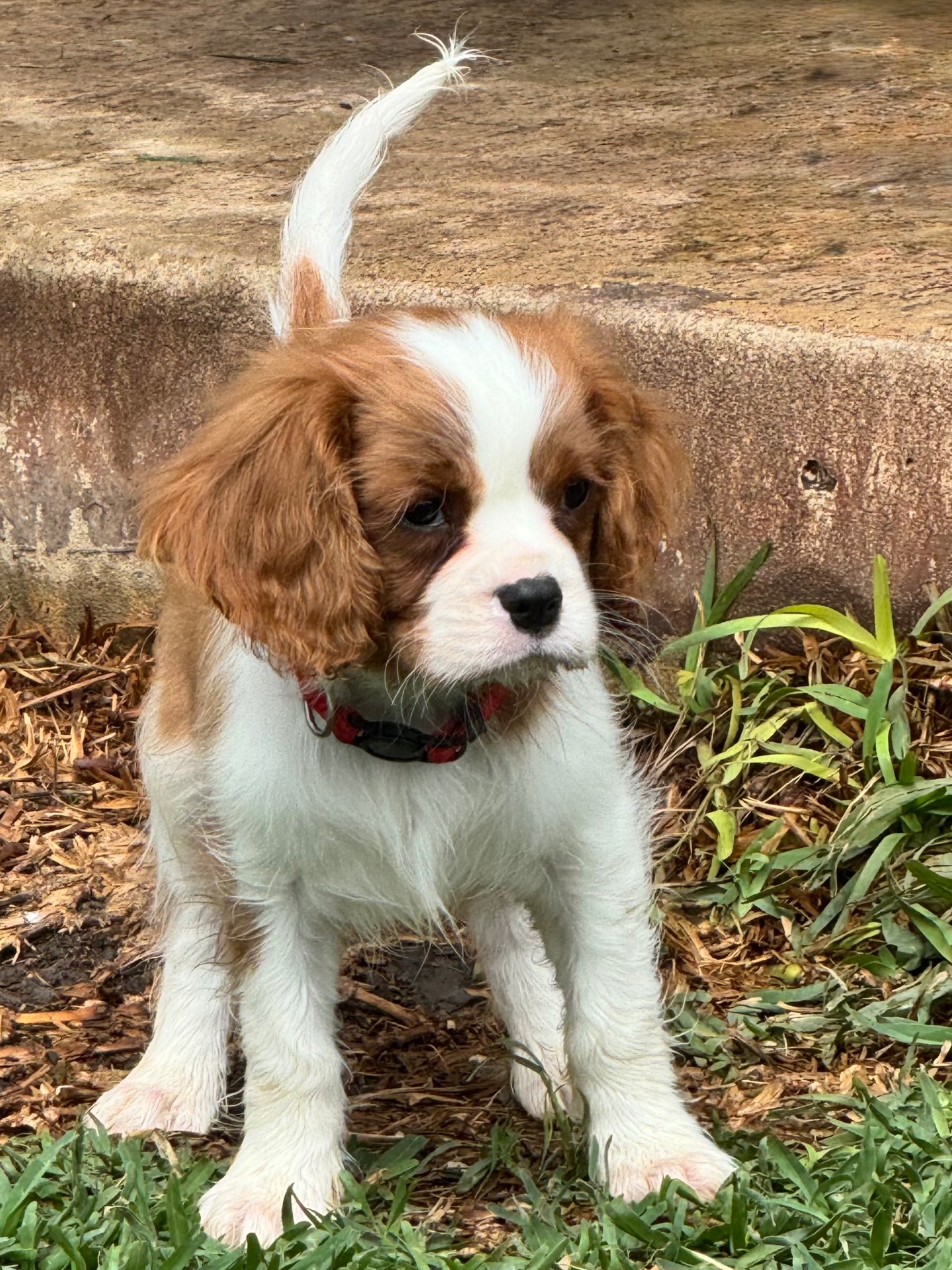 Cavalier puppy