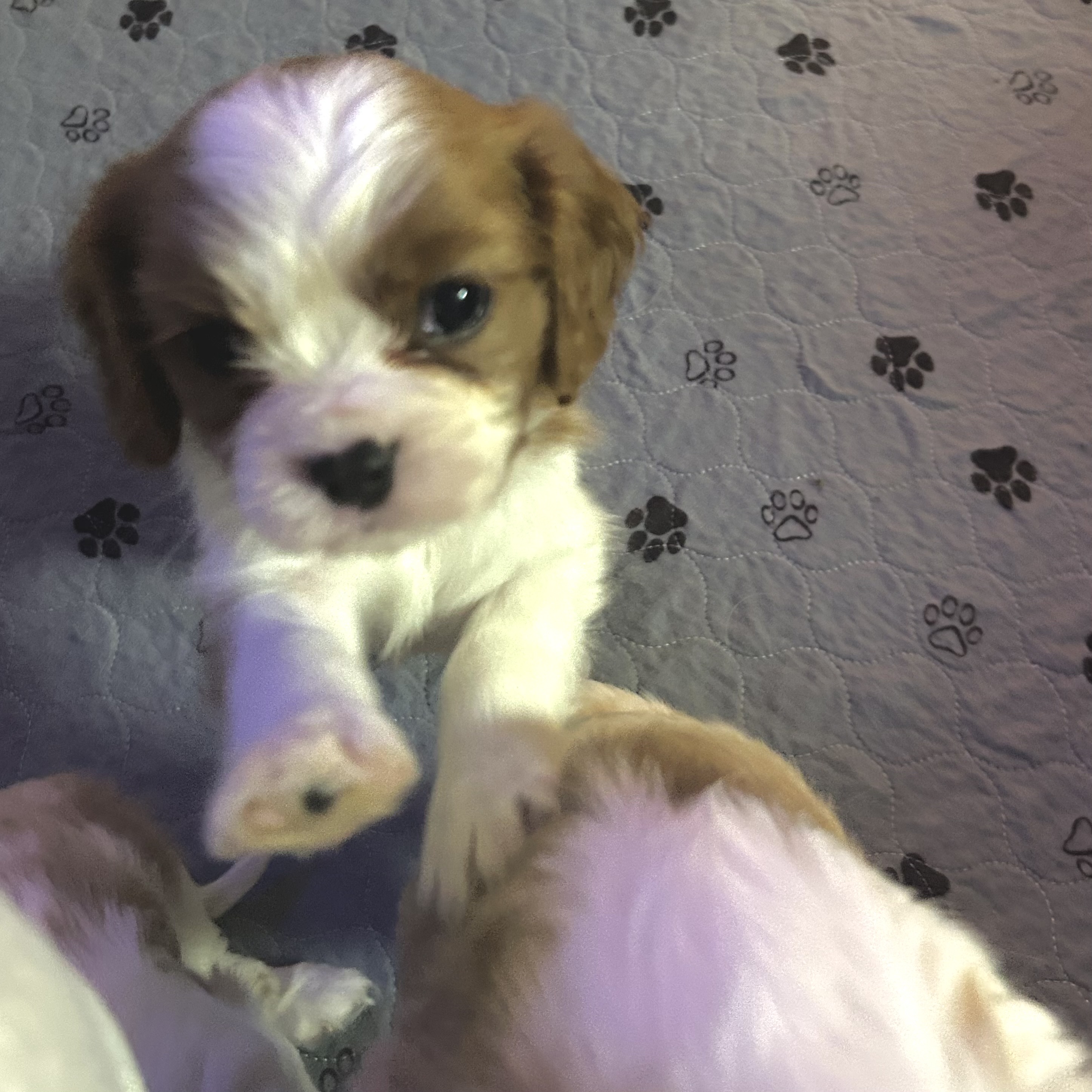 Cavalier puppy