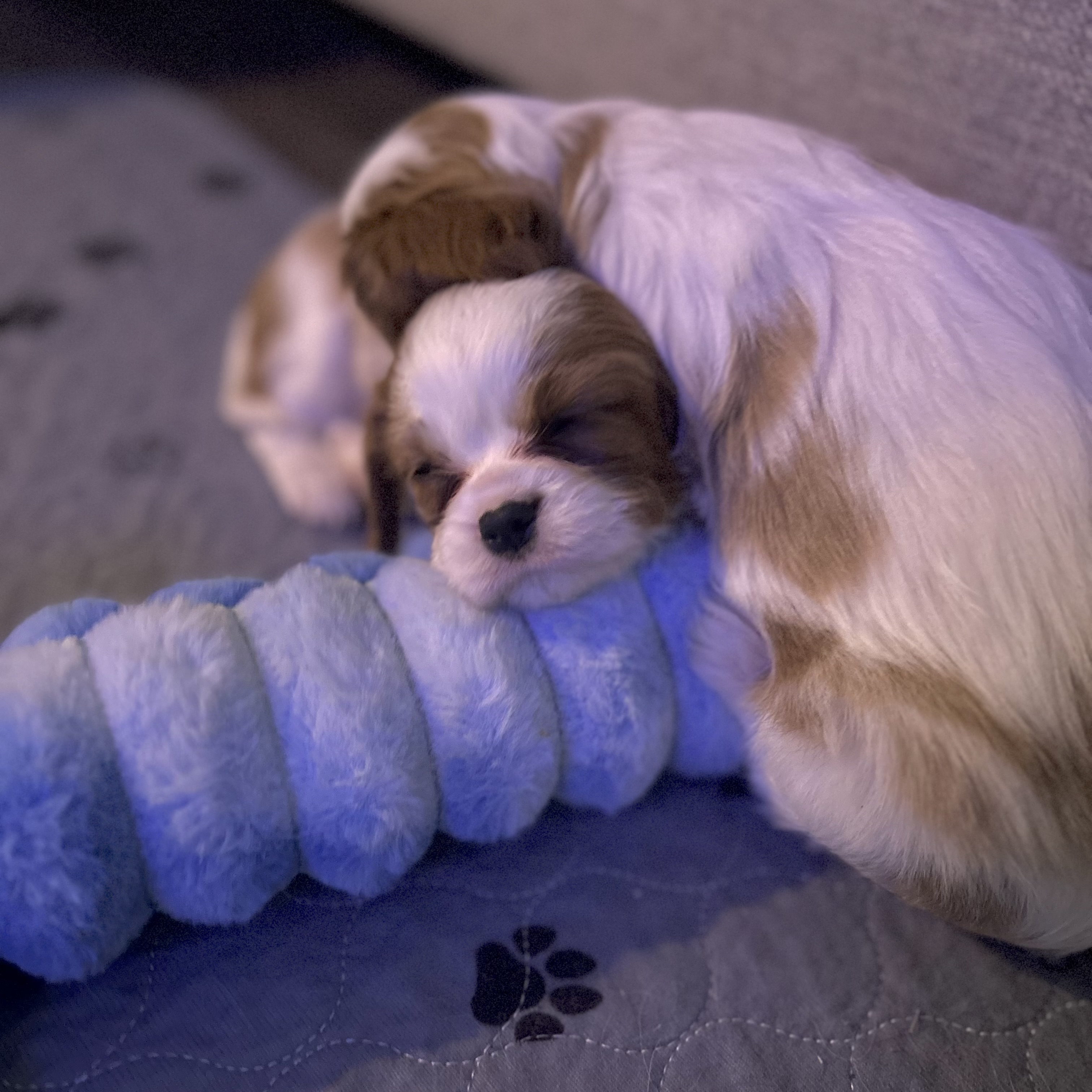 Cavalier puppy