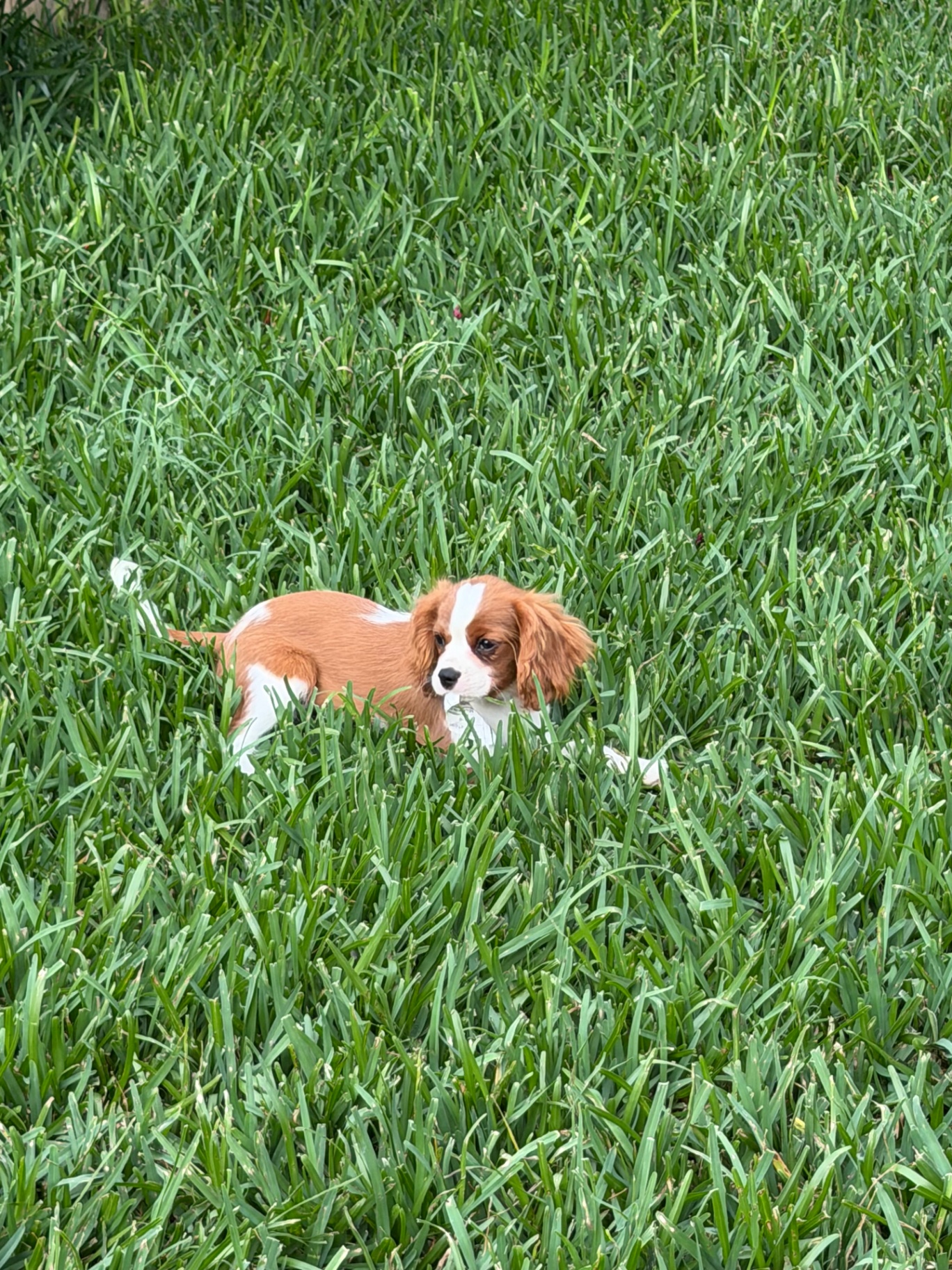 Available Cavalier puppy