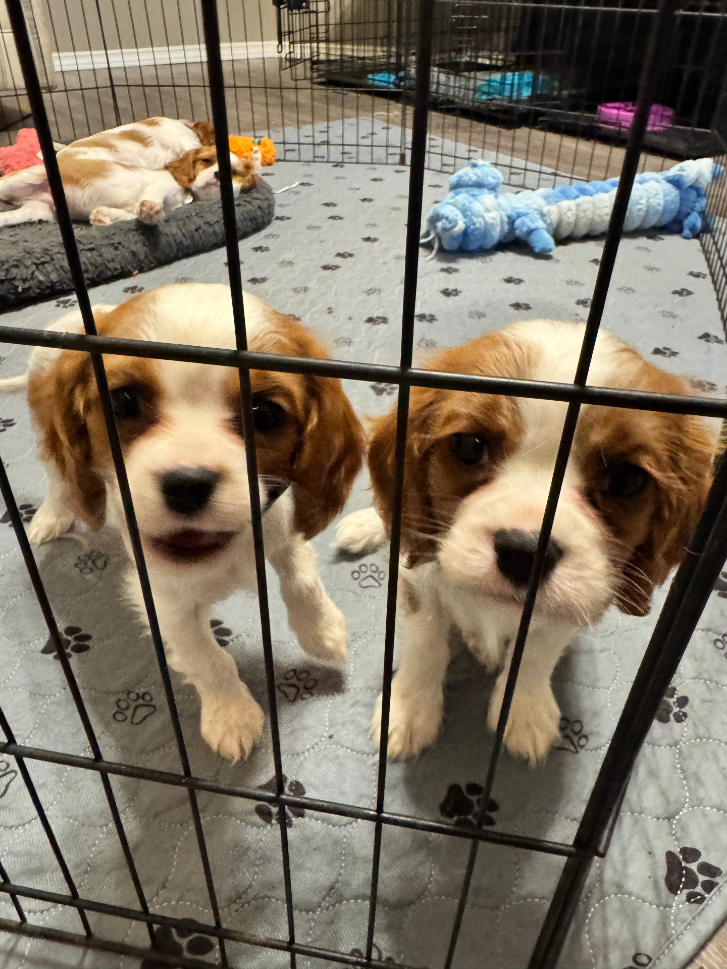 Cavalier puppy