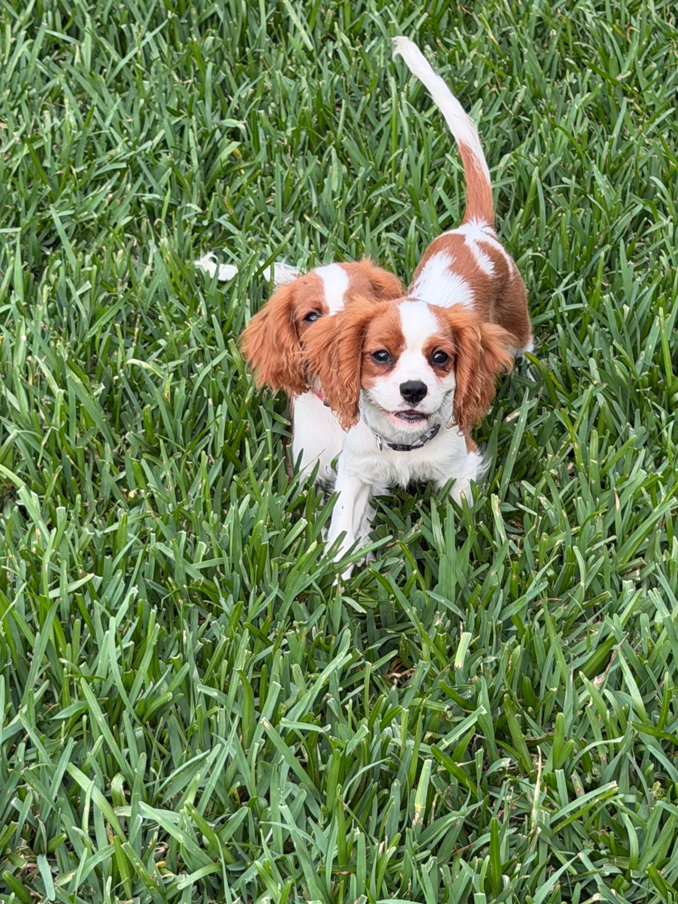 Available Cavalier puppy