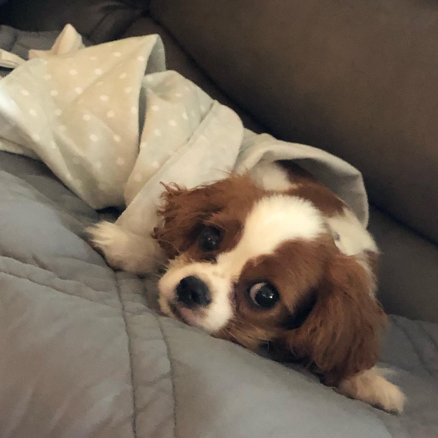 Cavalier puppy