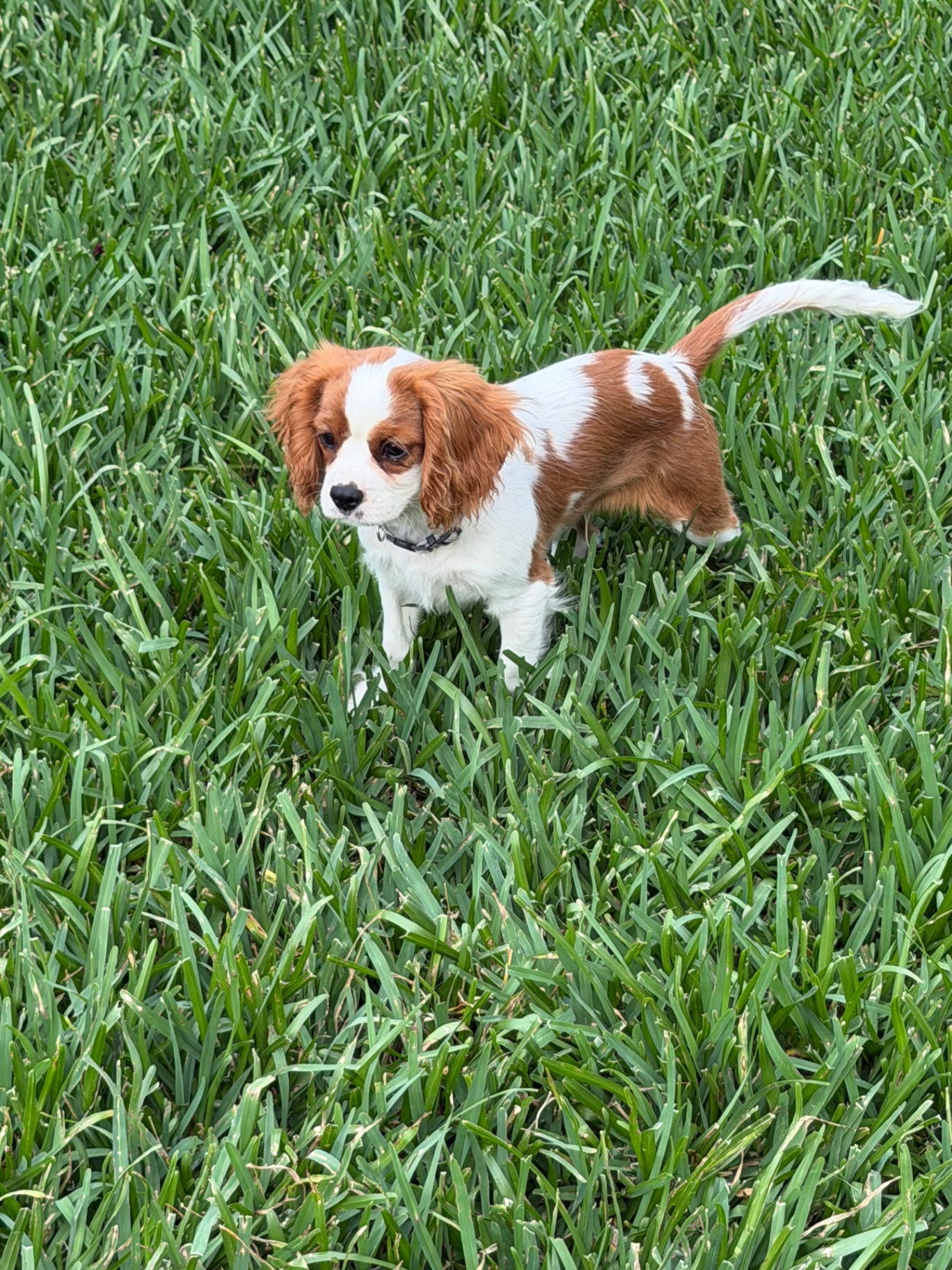 Available Cavalier puppy