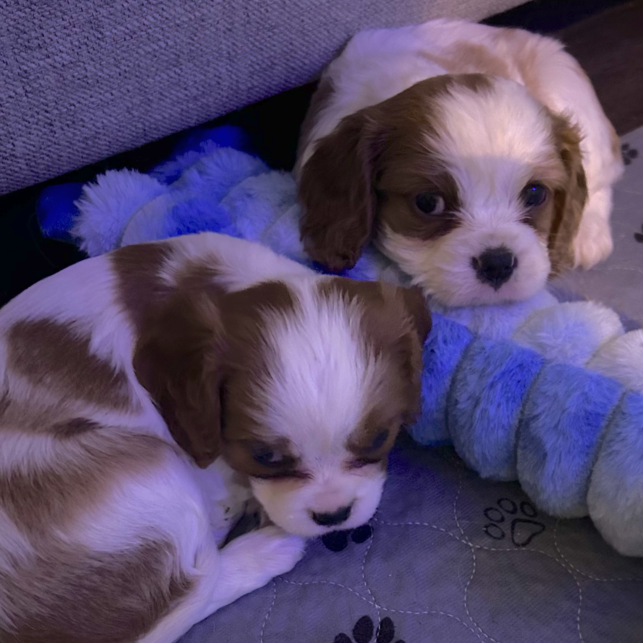 Cavalier puppy