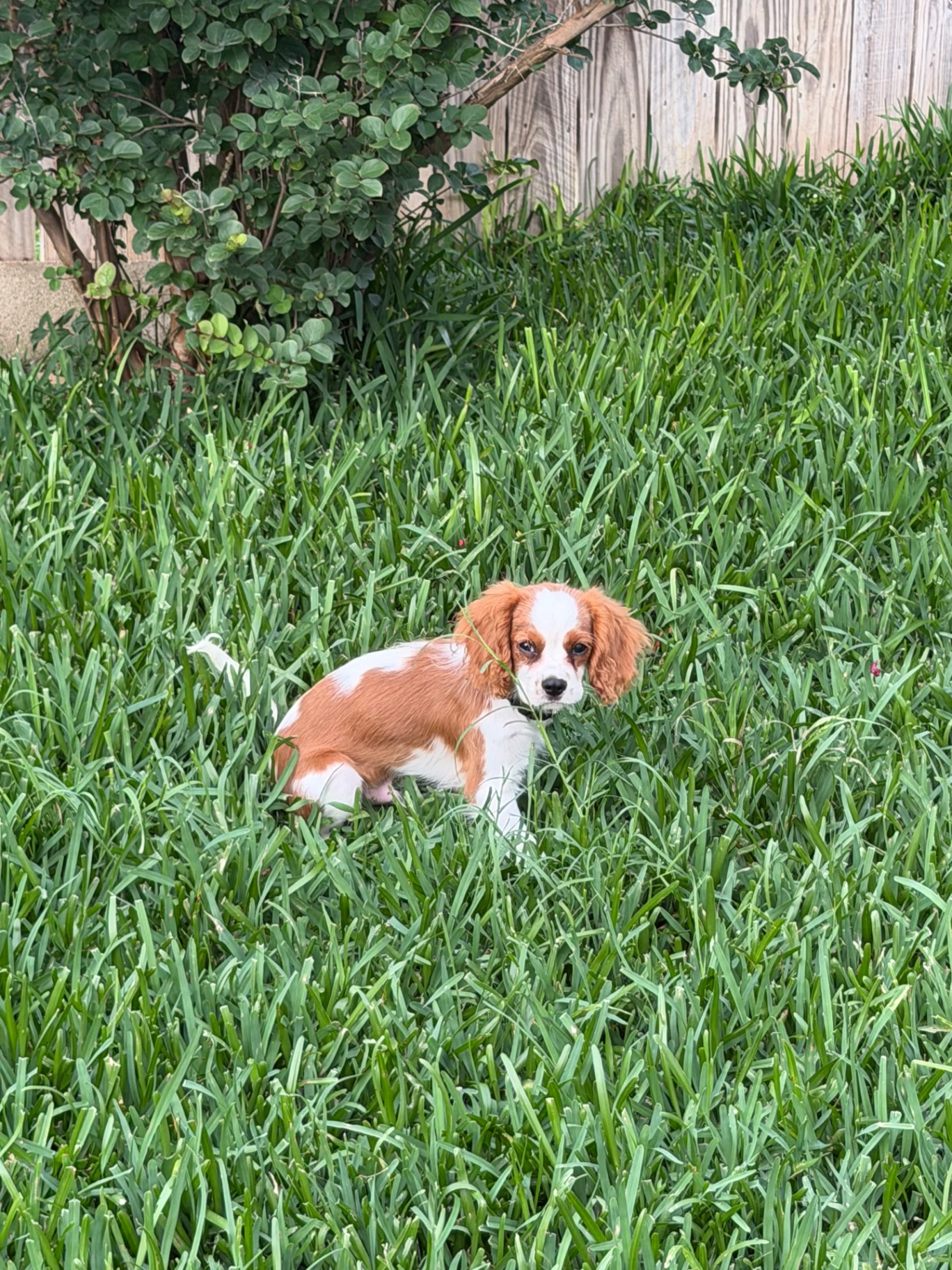 Available Cavalier puppy