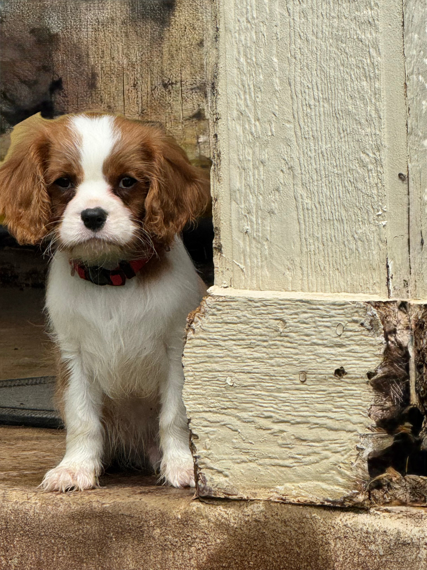 Cavalier puppy