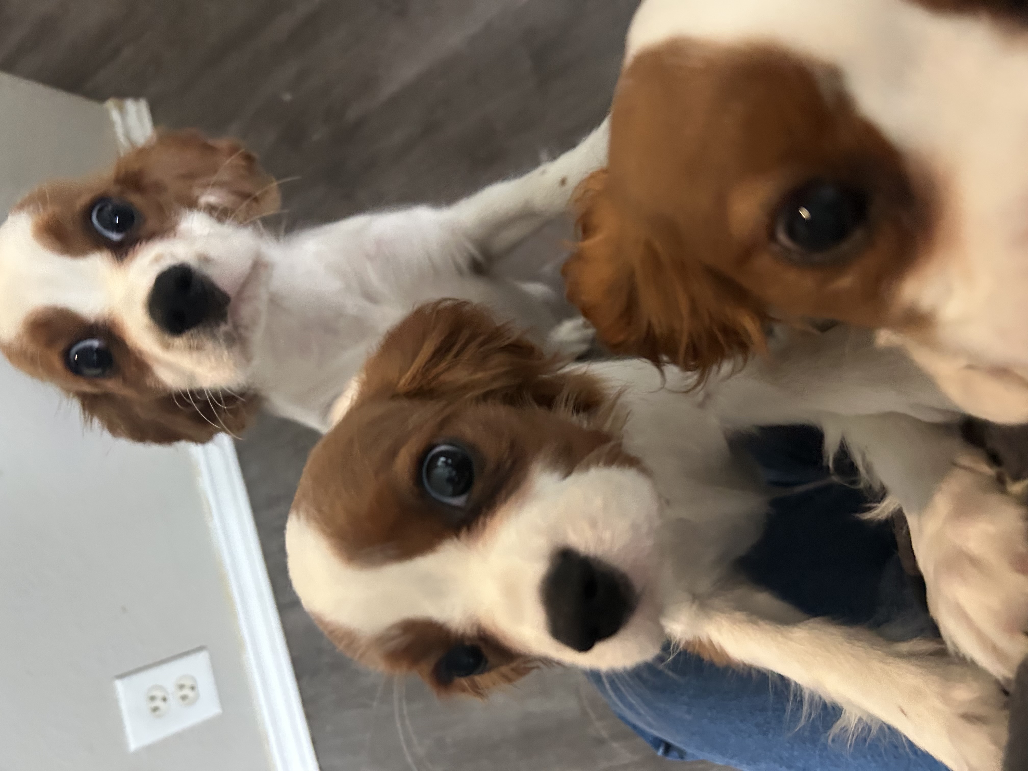Cavalier puppy