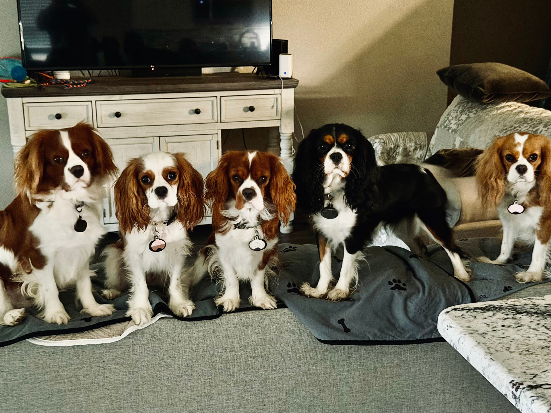 Four Cavalier King Charles Spaniels lined up on a couch