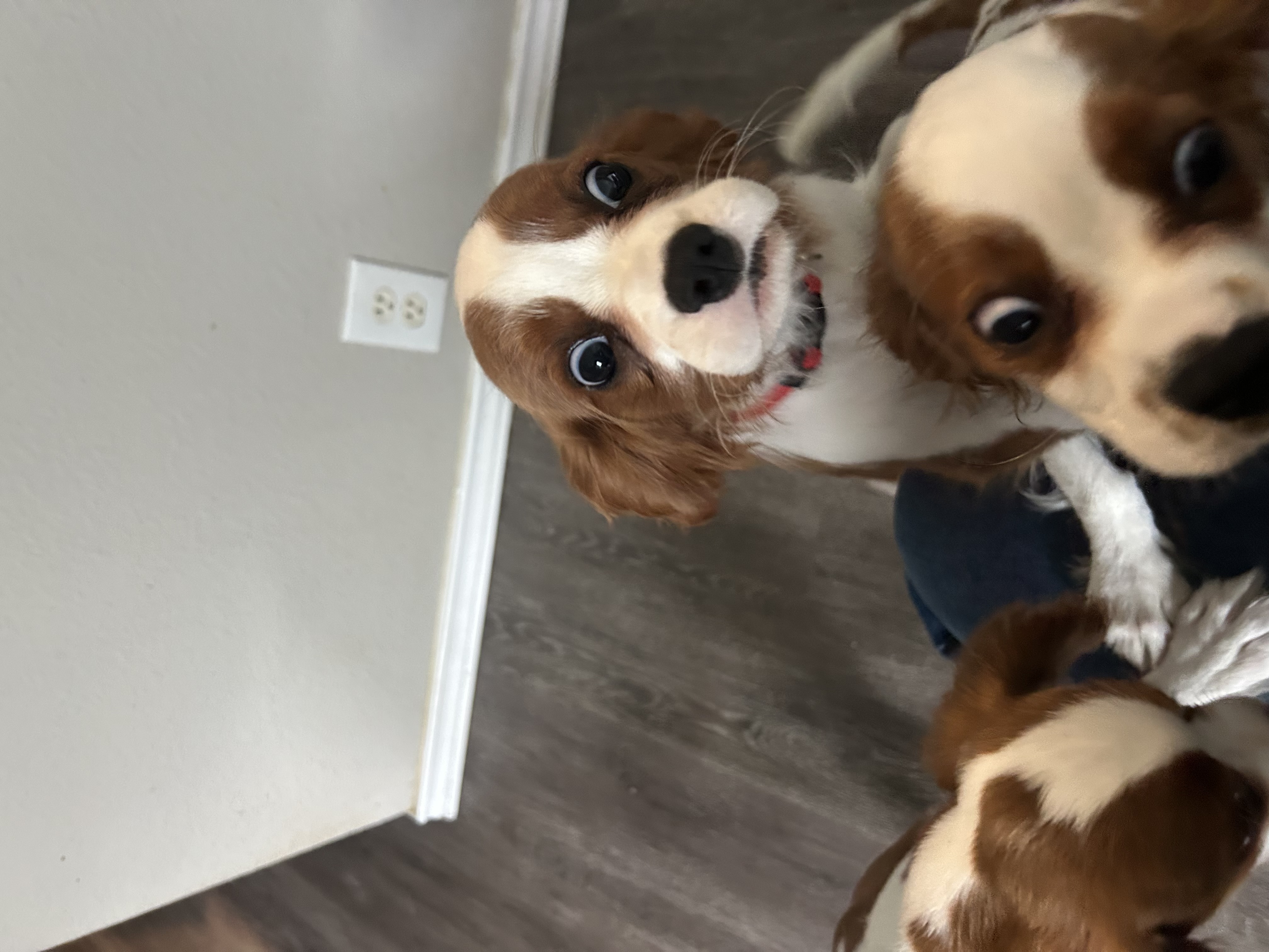 Cavalier puppy