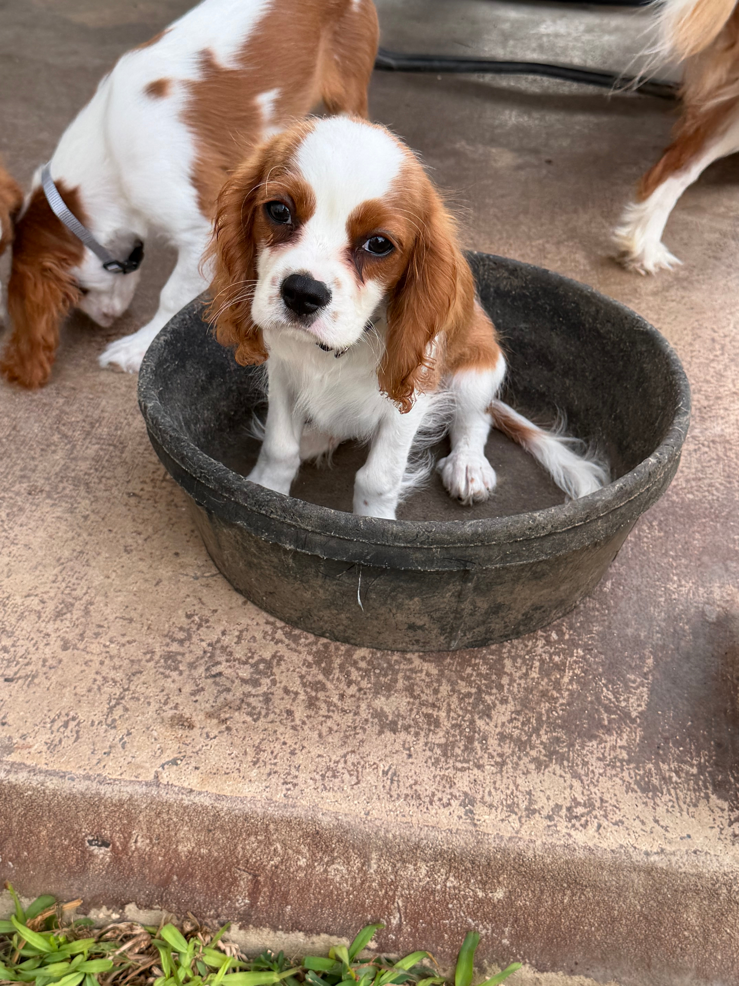 Available Cavalier puppy