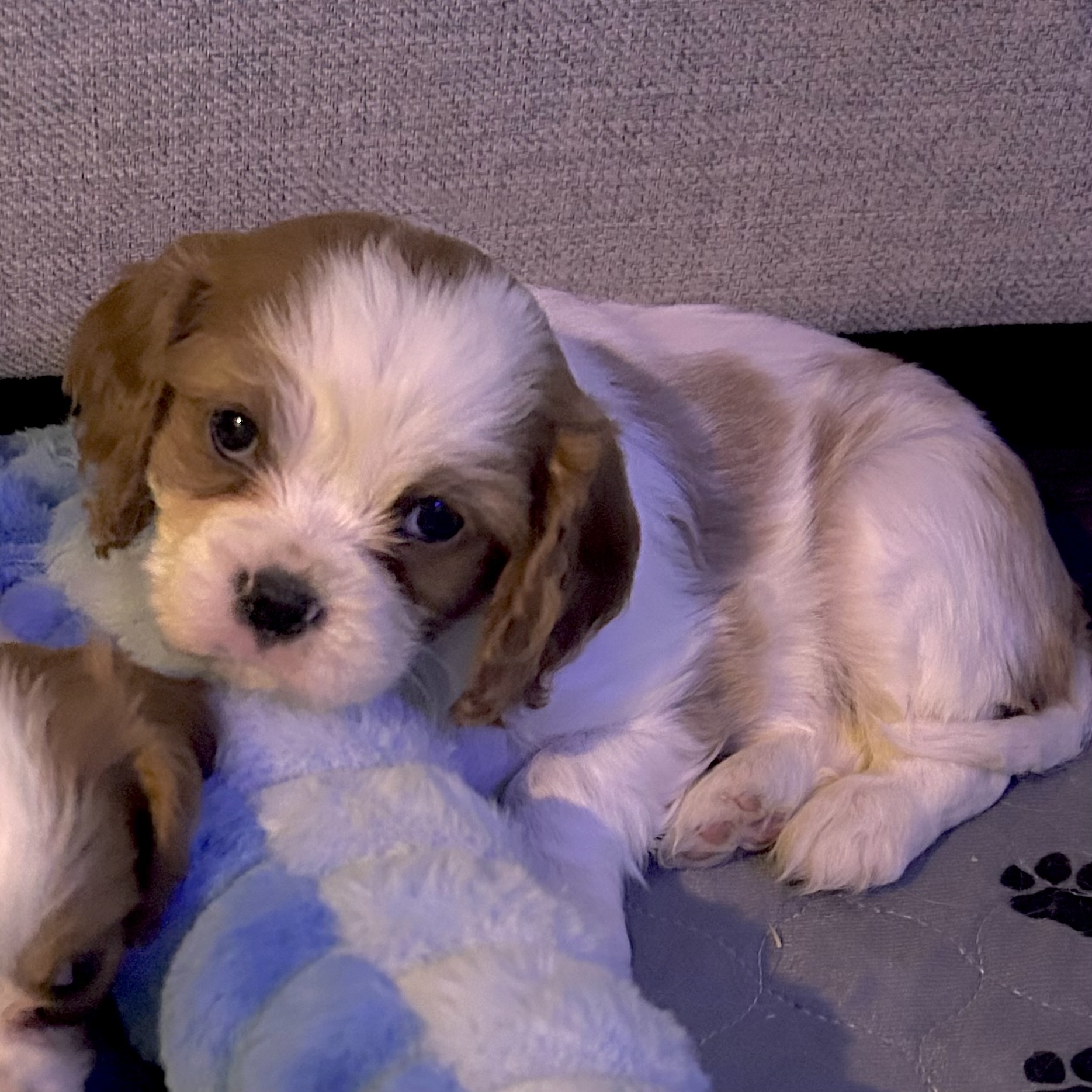 Cavalier puppy